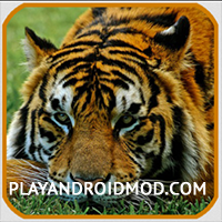 Zoo Animal Sounds v1.0 (Мод без рекламы/бесплатные покупки)